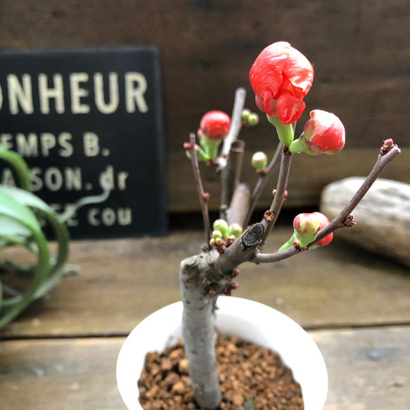 ボケ♡ミニサイズ♡観葉植物♡黒潮♡紅吹雪♡丹頂紅 16枚目の画像