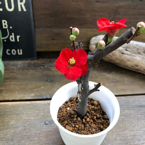 ボケ♡ミニサイズ♡観葉植物♡黒潮♡紅吹雪♡丹頂紅 11枚目の画像