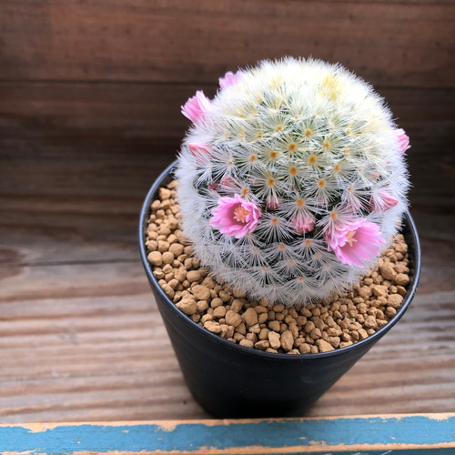 ピンク♡カルメナエ♡可愛い♡ふわふわサボテン♡ピンクのカルメナエ