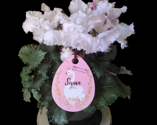 1e2940026140c273fa3a17e402737d