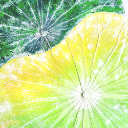 「夏の清風」蓮の葉アート 5枚目の画像