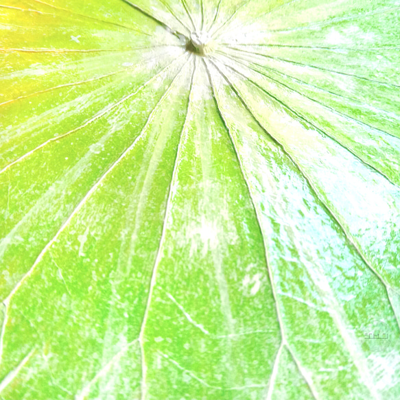 「夏の清風」蓮の葉アート 7枚目の画像