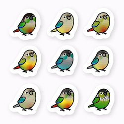 防水仕様 ウロコインコ ステッカー PVC厚手素材  貼り直し可 ミニサイズ  Chubby Bird 1枚目の画像