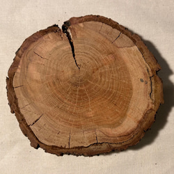 年輪プレート アカマツ 皮付き S [041] 2枚目の画像