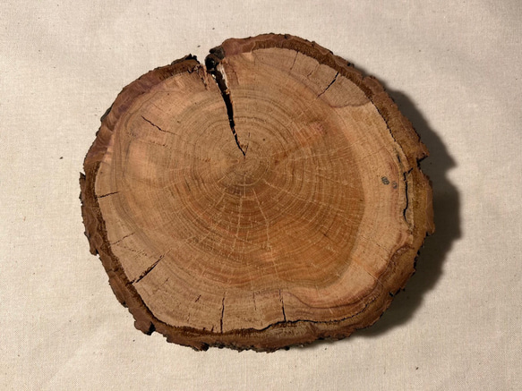 年輪プレート アカマツ 皮付き S [041] 2枚目の画像