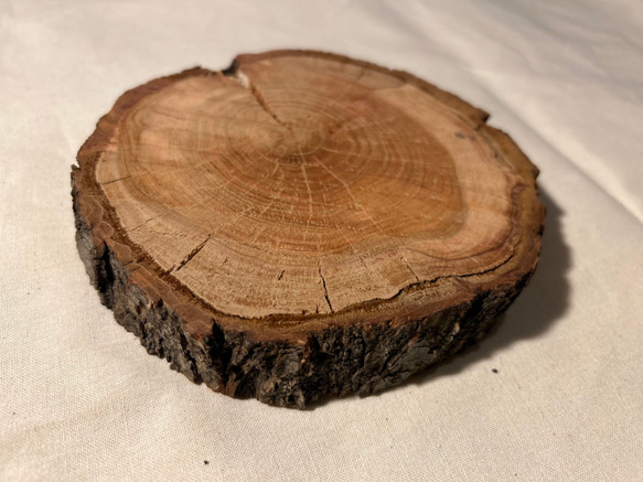 年輪プレート アカマツ 皮付き S [041] 1枚目の画像
