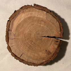 年輪プレート アカマツ 皮付き S [041] 3枚目の画像