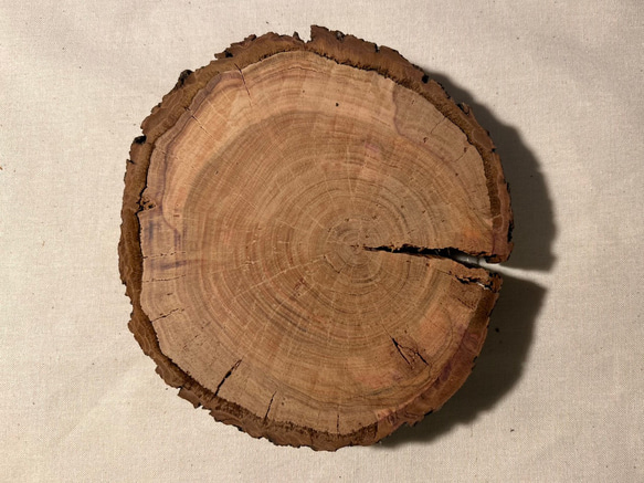 年輪プレート アカマツ 皮付き S [041] 3枚目の画像