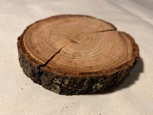 年輪プレート アカマツ 皮付き SS [044] 1枚目の画像