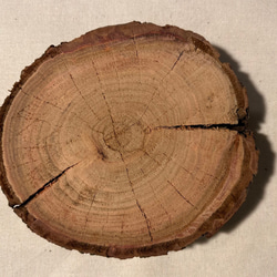 年輪プレート アカマツ 皮付き SS [044] 3枚目の画像