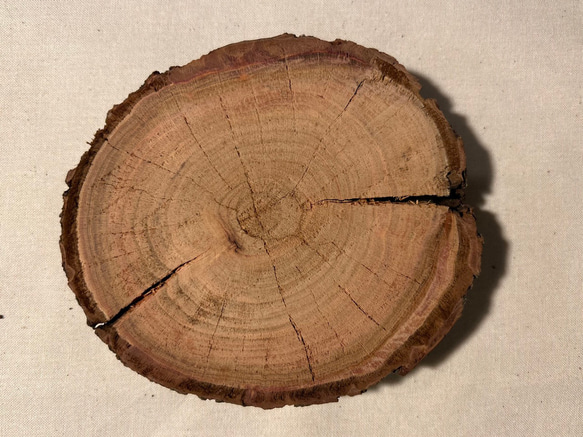 年輪プレート アカマツ 皮付き SS [044] 3枚目の画像