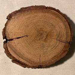 年輪プレート アカマツ 皮付き SS [044] 2枚目の画像