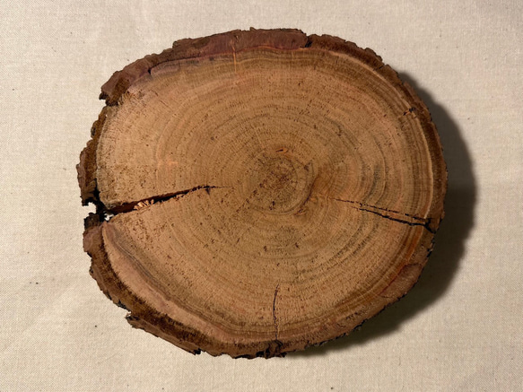 年輪プレート アカマツ 皮付き SS [044] 2枚目の画像