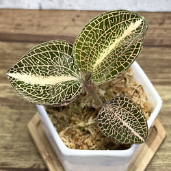 【観葉植物】ジュエルオーキッド 宝石蘭【アルボリネアータス SP 丸葉】【高品質ミズゴケ入り】 1枚目の画像