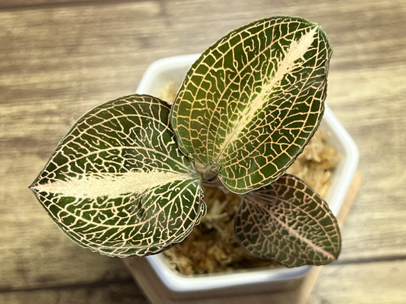 【観葉植物】ジュエルオーキッド 宝石蘭【アルボリネアータス SP 丸葉】【高品質ミズゴケ入り】 3枚目の画像