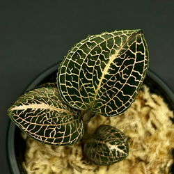 観葉植物】ジュエルオーキッド【シストーチス ステノグロッサ