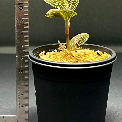 観葉植物】ジュエルオーキッド 宝石蘭【アルボリネアータス SP 丸葉