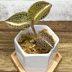 【観葉植物】ジュエルオーキッド 宝石蘭【アルボリネアータス SP 丸葉】【高品質ミズゴケ入り】 2枚目の画像