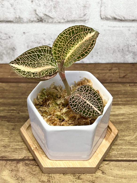 【観葉植物】ジュエルオーキッド 宝石蘭【アルボリネアータス SP 丸葉】【高品質ミズゴケ入り】 2枚目の画像