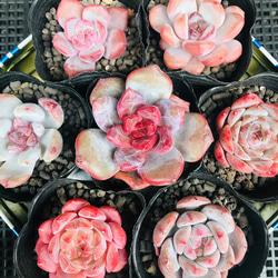 多肉植物 韓国苗 エケベリア MIX100苗セット 3〜5センチ苗 多肉植物 韓国苗 エケベリア MIX訳あり苗100苗セット 3〜5センチ苗