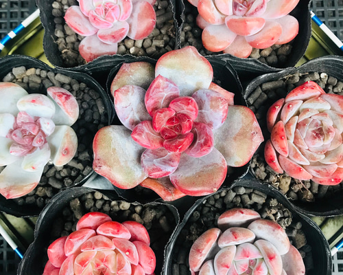 限定‼︎ 特売品‼︎ 多肉植物　韓国苗　100苗詰め合わせ！ 多肉植物 韓国苗 エケベリア MIX100苗セット 画像のセット ④