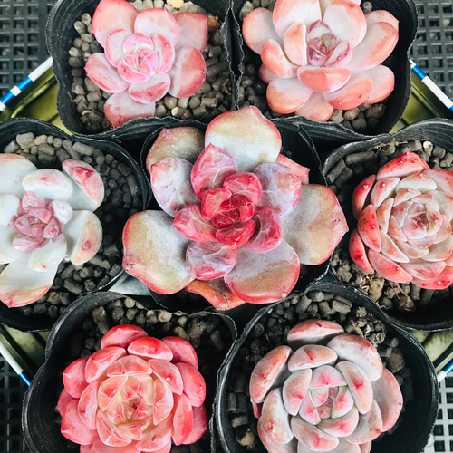 ⑤韓国苗 多肉植物 エケベリア お得な詰め合わせセット 7点 多肉植物