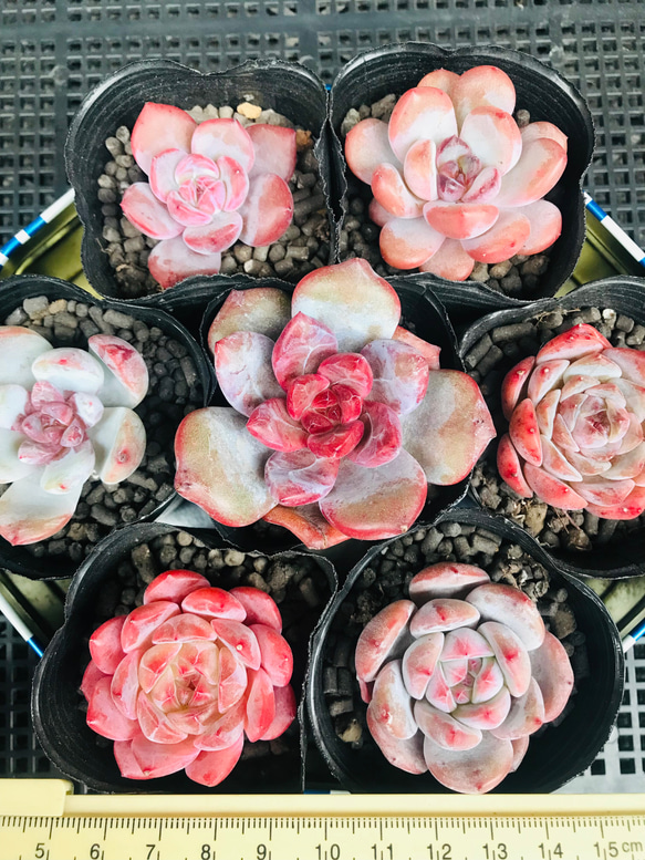 多肉植物 韓国苗 エケベリア MIX100苗セット 画像のセット 多肉植物