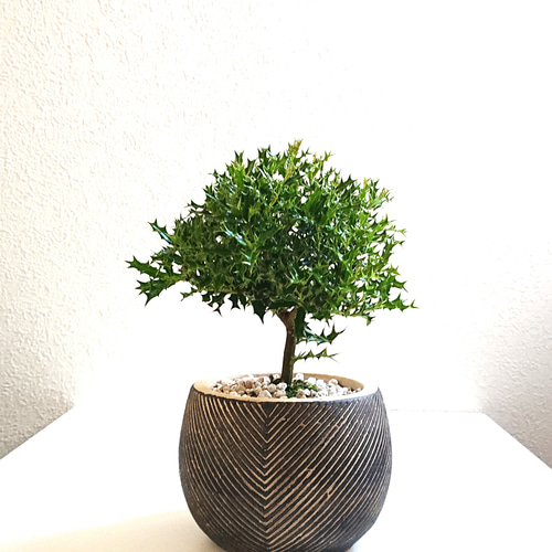 ○数量限定○新作○ ヒイラギの木 ”ヒメヒイラギ coco鉢/受け皿セット