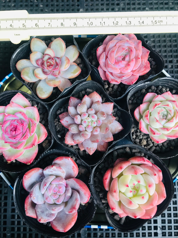 多肉植物　レア　天地　韓国苗 多肉植物11 オデット（特価）エケベリア 韓国苗の通販 by 多肉植物