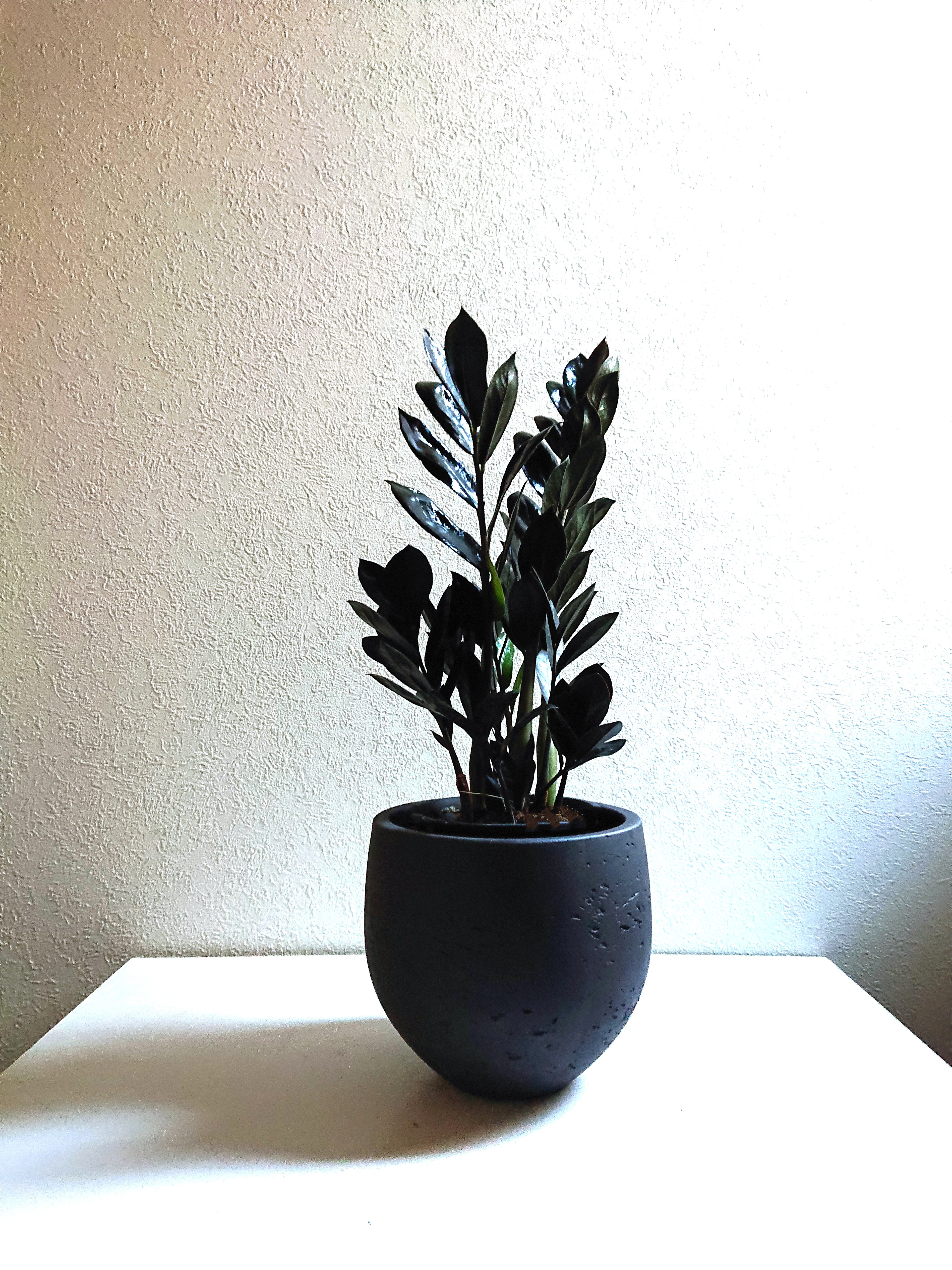 ●数量限定●新作● 希少 ”ザミオクルカス レイヴン　ロング（黒葉）鉢カバーセット”　観葉植物　室内　おしゃれ　和モダン