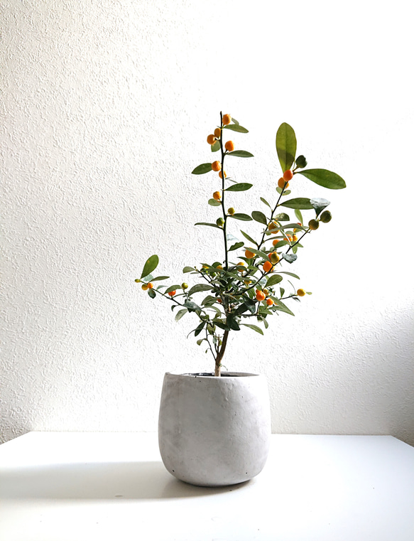 双葉の豆鉢 4つ 双葉の豆鉢 4つ 双葉の豆鉢