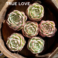 TRUE LOVE エケベリア　韓国苗　多肉植物 1枚目の画像
