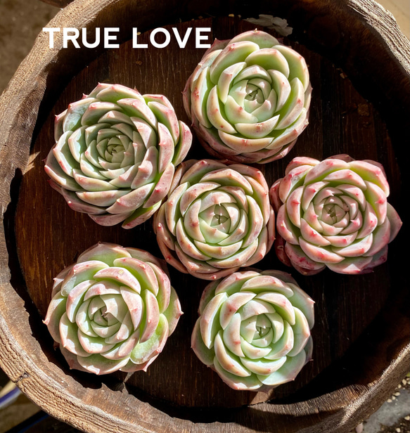 TRUE LOVE エケベリア　韓国苗　多肉植物 1枚目の画像