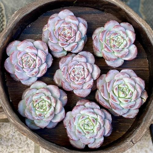 グレイスノー 韓国苗 多肉植物 エケベリア 多肉植物 プクニク 通販