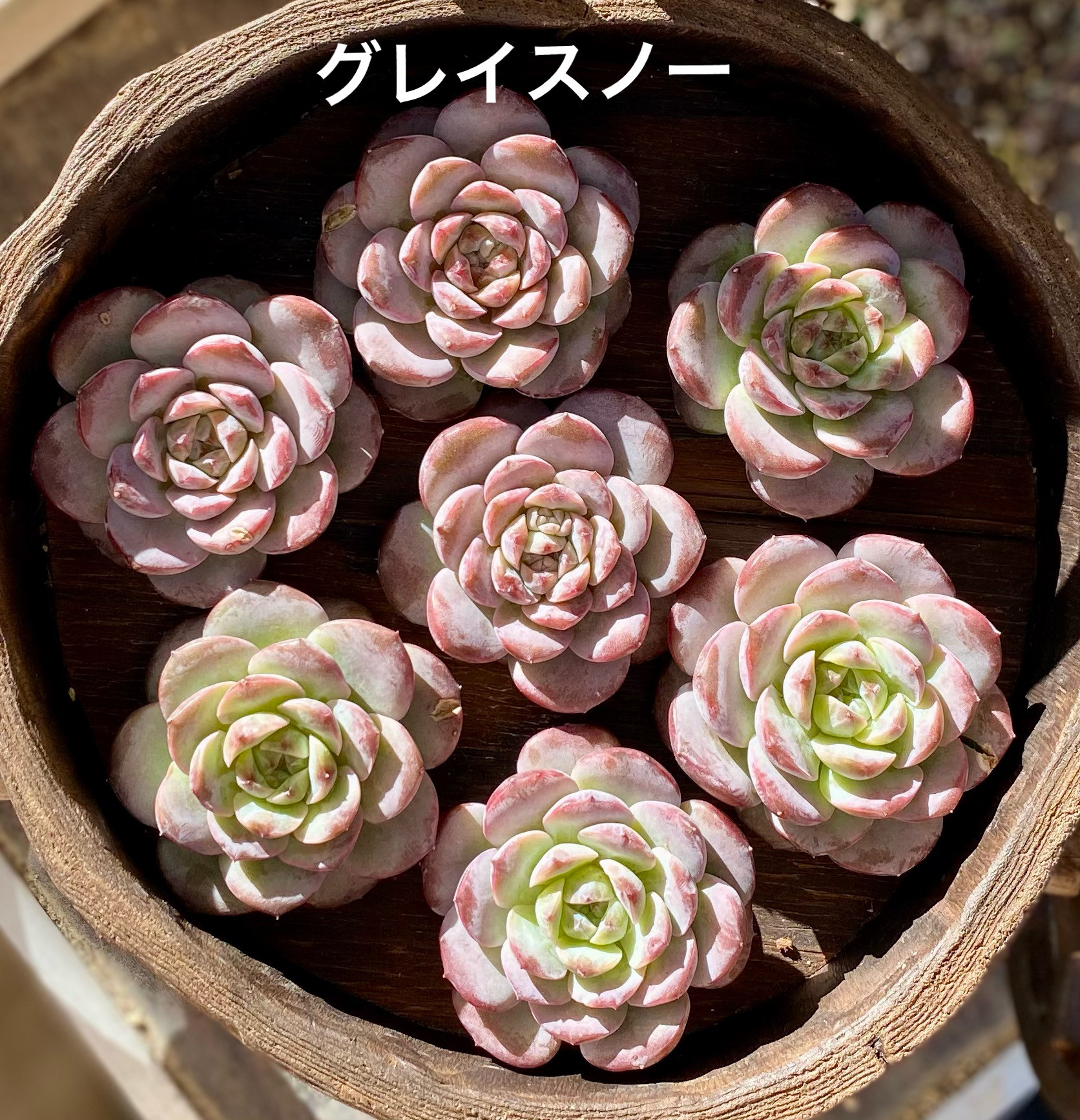 G220 50苗 うまい 多肉植物 エケベリア レア種 韓国苗 サボテン