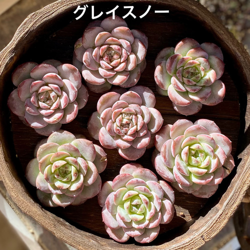 グレイスノー 韓国苗 多肉植物 エケベリア 多肉植物 プクニク 通販