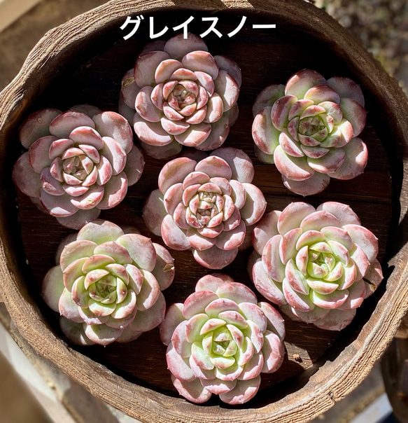 グレイスノー 韓国苗 多肉植物 エケベリア 多肉植物 プクニク 通販