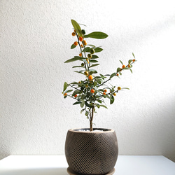 5e6346085082dcbf81f91d86e884b5