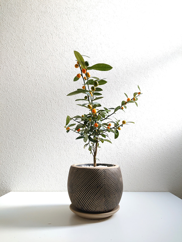 双葉の豆鉢 4つ 出町ふたばの豆大福は並んでも食べたい！