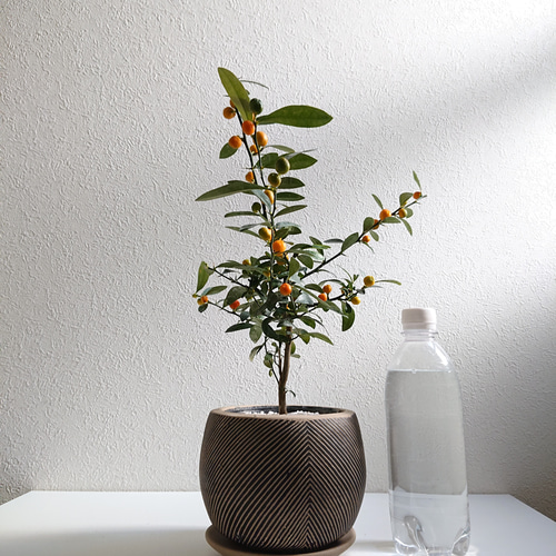 ○数量限定○新作○ まるでミニチュアのミカンの木 ”キンズ 金豆 coco