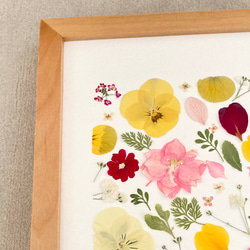 すみれ  ビオラ　優しい色の押し花アート　ピンク黄色　手作りの押花アートワーク - io floraの限定コレクション 8枚目の画像