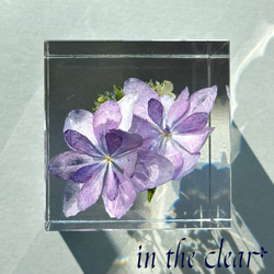 植物標本　額紫陽花　薄紫　レジン　５センチ角柱 3枚目の画像