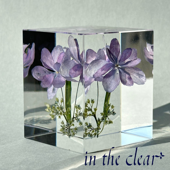 植物標本 額紫陽花 薄紫 レジン 5センチ角柱 ハーバリウム