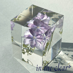 植物標本　額紫陽花　薄紫　レジン　５センチ角柱 2枚目の画像