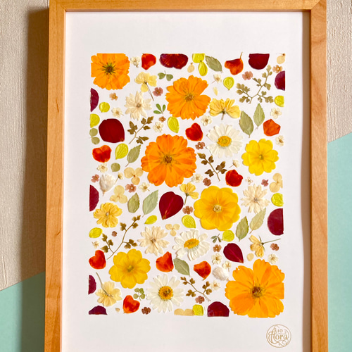黄花コスモス 押し花アート ハーバリウム A4サイズ io floraの