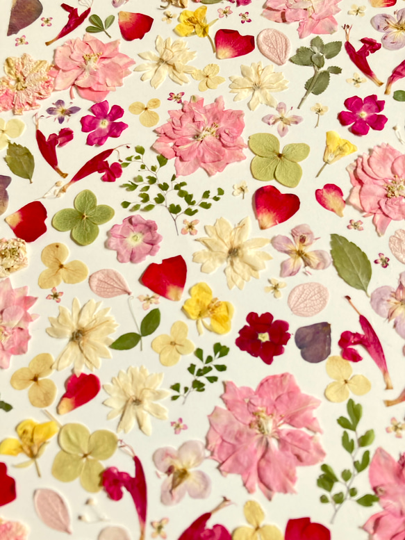 桃色ピンク　春色押し花アート　推しカラーピンク　A4サイズ  io floraの美しい押花アート - 自然の美しさをあな 6枚目の画像