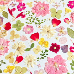桃色ピンク　春色押し花アート　推しカラーピンク　A4サイズ  io floraの美しい押花アート - 自然の美しさをあな 7枚目の画像