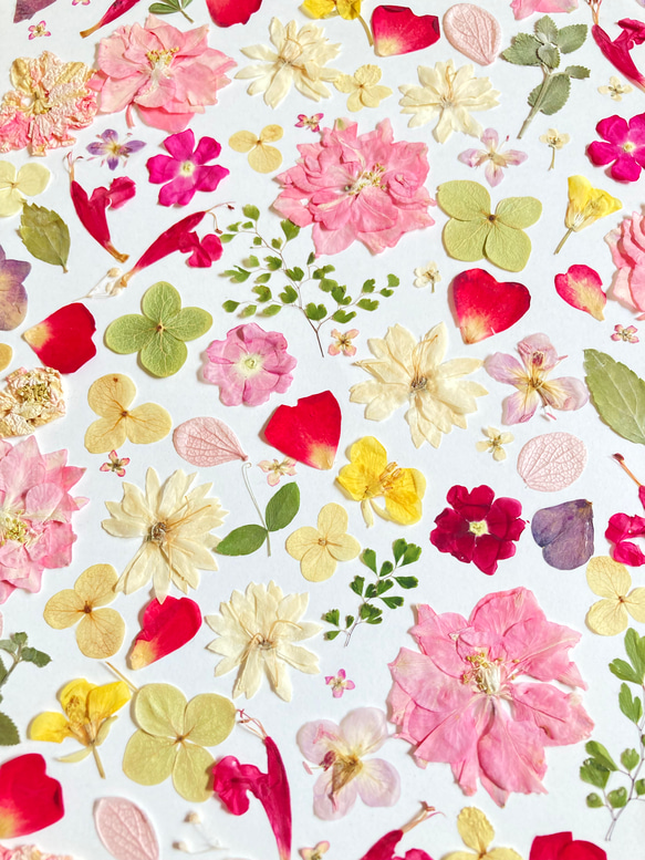 桃色ピンク　春色押し花アート　推しカラーピンク　A4サイズ  io floraの美しい押花アート - 自然の美しさをあな 7枚目の画像