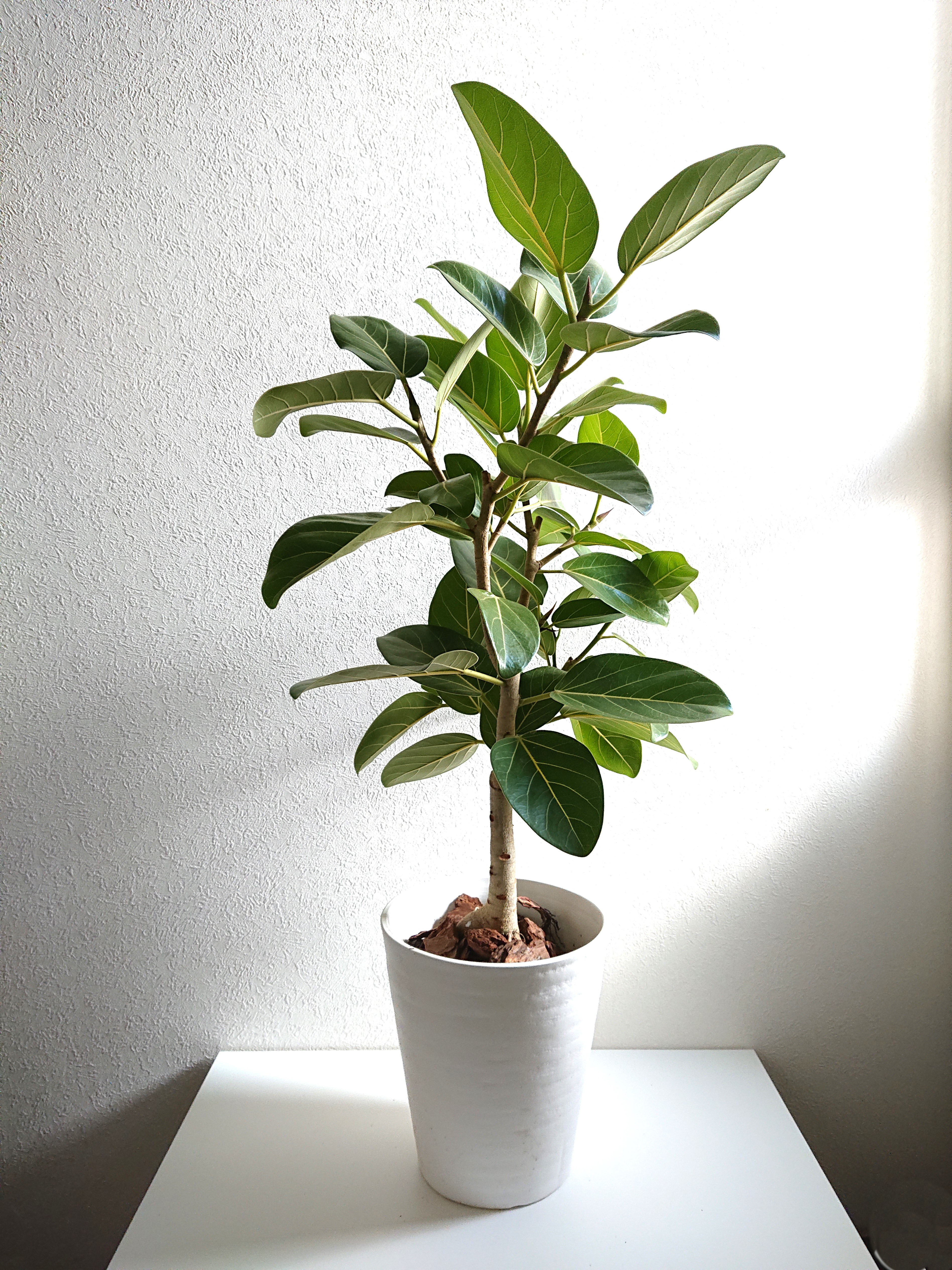 特大　希少　クロコダイルファーン　白鉢セラアート鉢　観葉植物　現物 クロコダイルファーン 観葉植物 | 陽華園