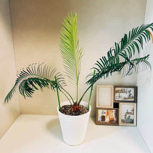 美品★ 蘇轍★ ソテツ 現品］【希少】サイカスパンジファエンシス 蘇轍 ソテツ 観葉